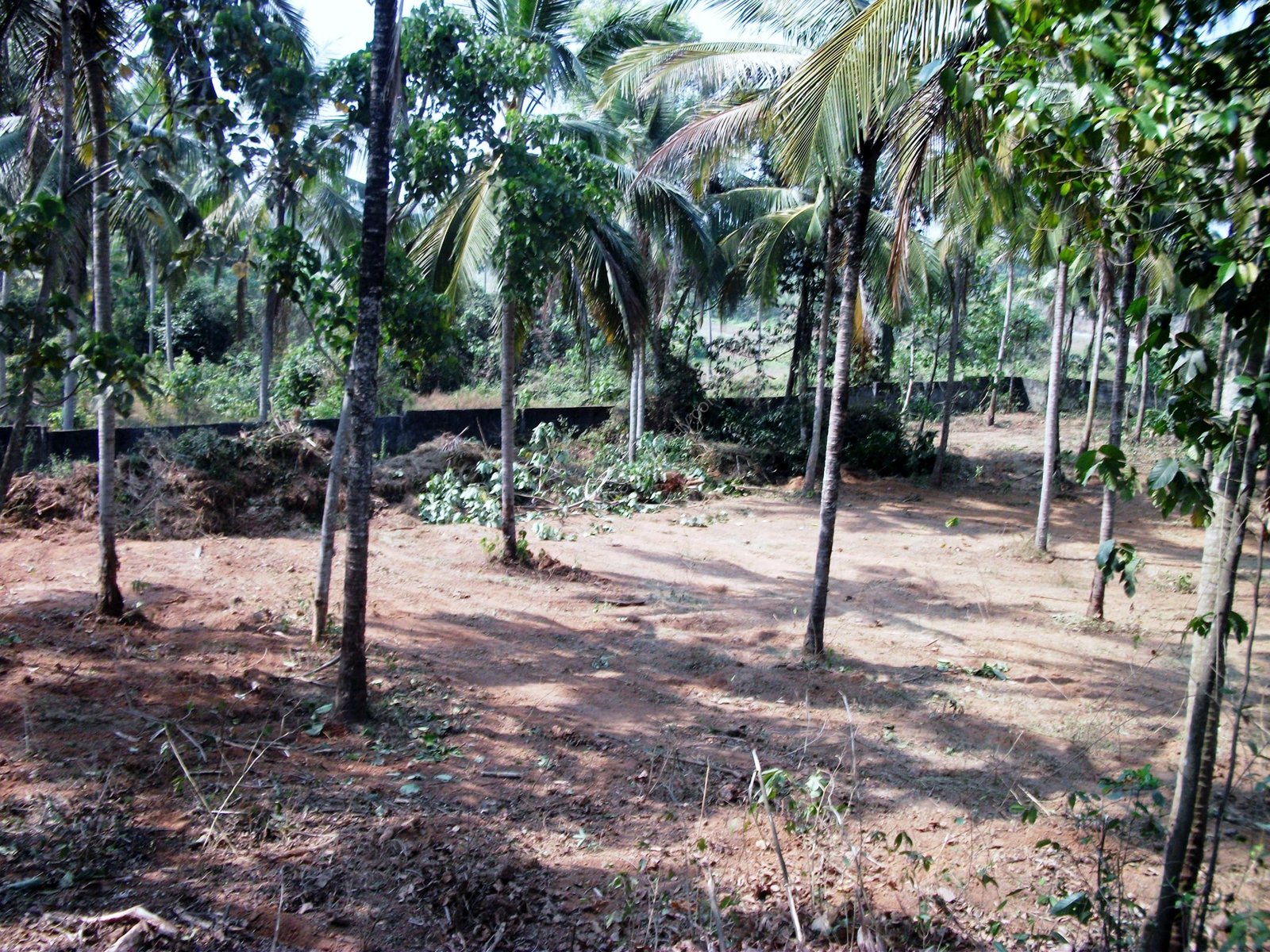 KOMBAMKULAM-After cleaning 015 Land for sale at Kochi Kalamassery
