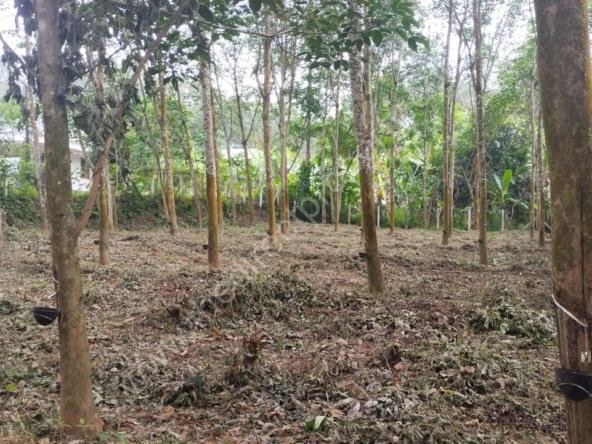 Plot for sale at Pothy Thalayolaparambu