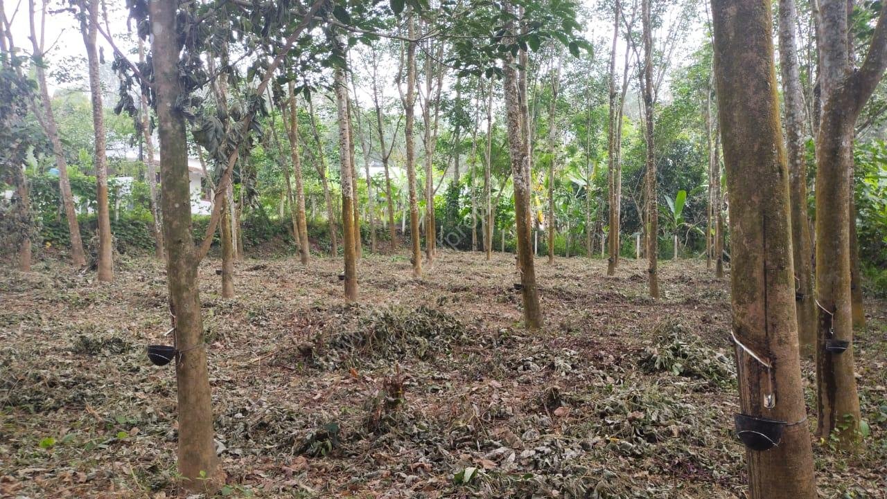 PR2 Plot for sale at Pothy Thalayolaparambu