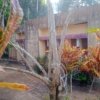 House/Land for sale in Mithirmala