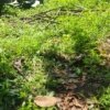 Commerical Land for sale in Ettumanoor