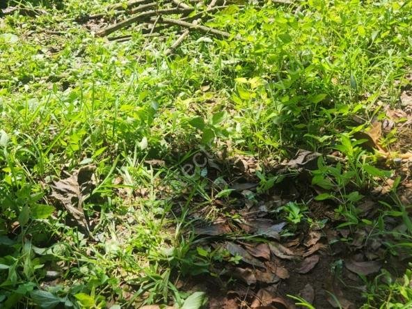 Commerical Land for sale in Ettumanoor