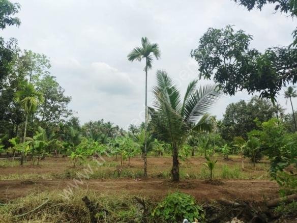 Plot for sale in Vayloor Nellayi