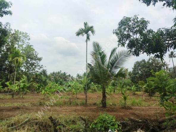 Plot for sale in Vayloor Nellayi
