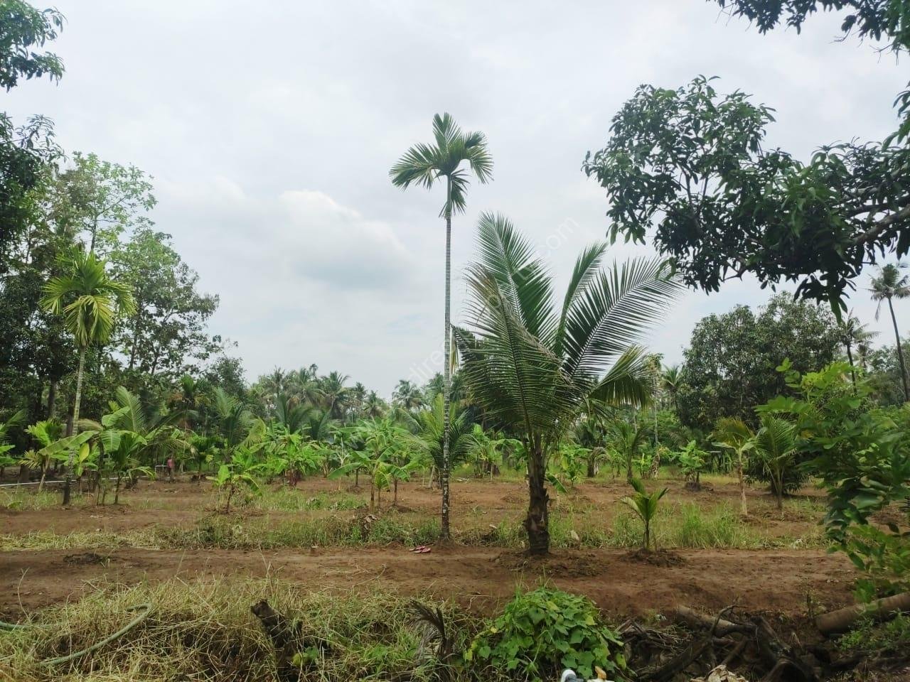 IMG-20241121-WA0002 Plot for sale in Vayloor Nellayi