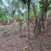 Residential plot for sale near Attingal town