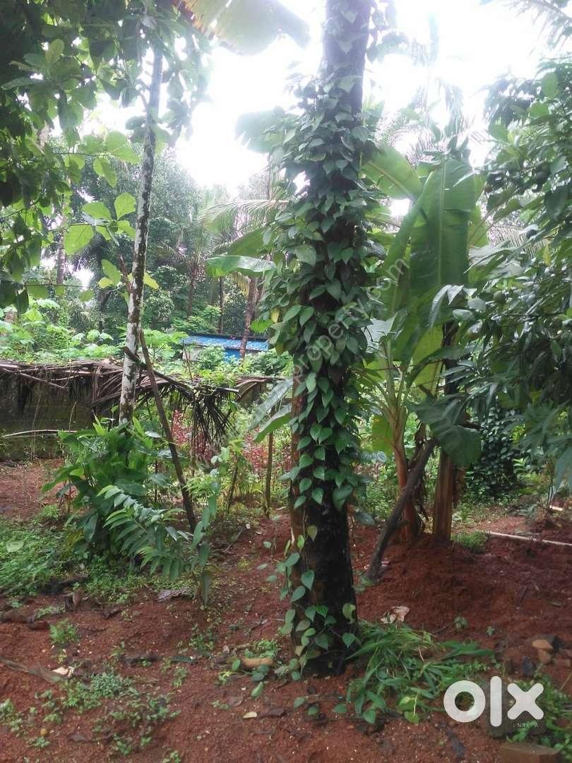 Land for sale-Amala-2