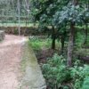 Teak Plantation for sale at Pathanamthitta
