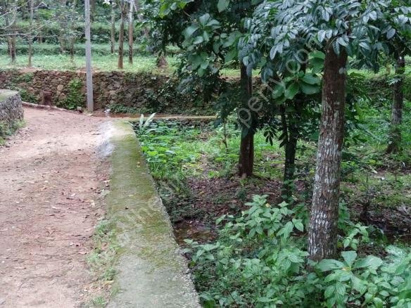 Teak Plantation for sale at Pathanamthitta