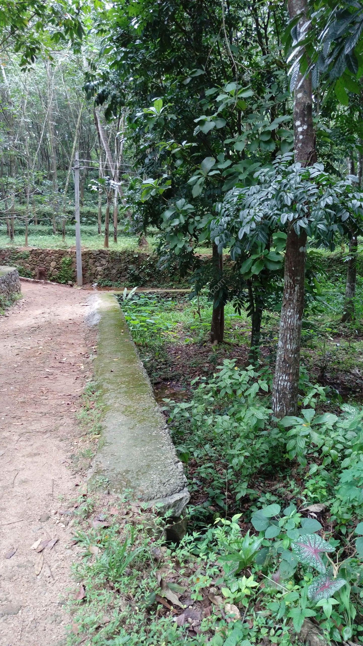 boundary Teak Plantation for sale at Pathanamthitta