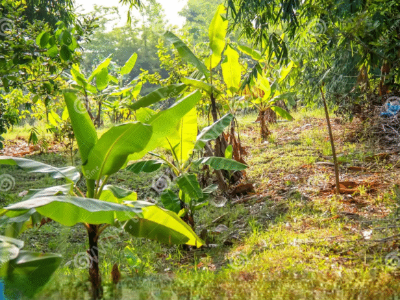 Plot for sale in PTP Nagar Trivandrum