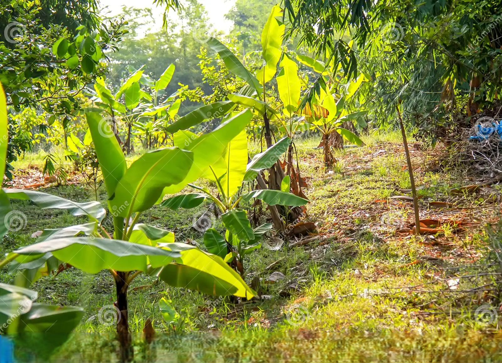 PTP Plot Plot for sale in PTP Nagar Trivandrum