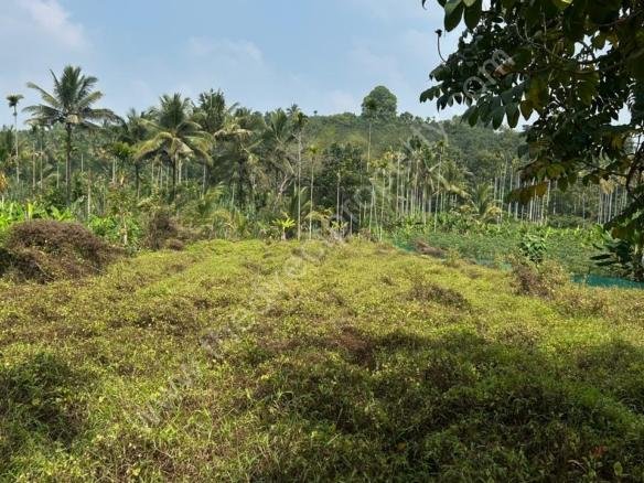 Land For Sale in Wayanad