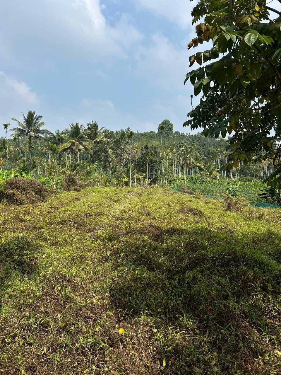 prop3 Land For Sale in Wayanad
