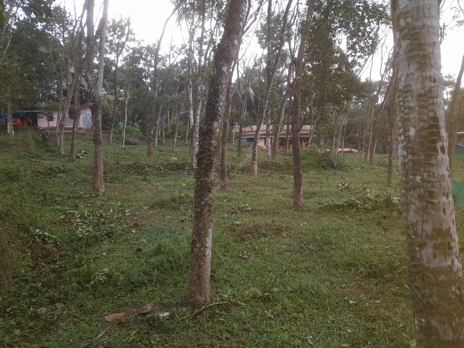 Land for sale at near Vedagiri church