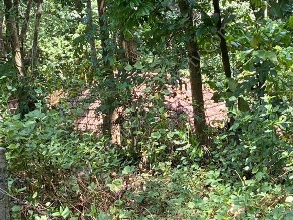 Land near Thuruthicad village