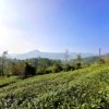 Estate for sale in Vagamon