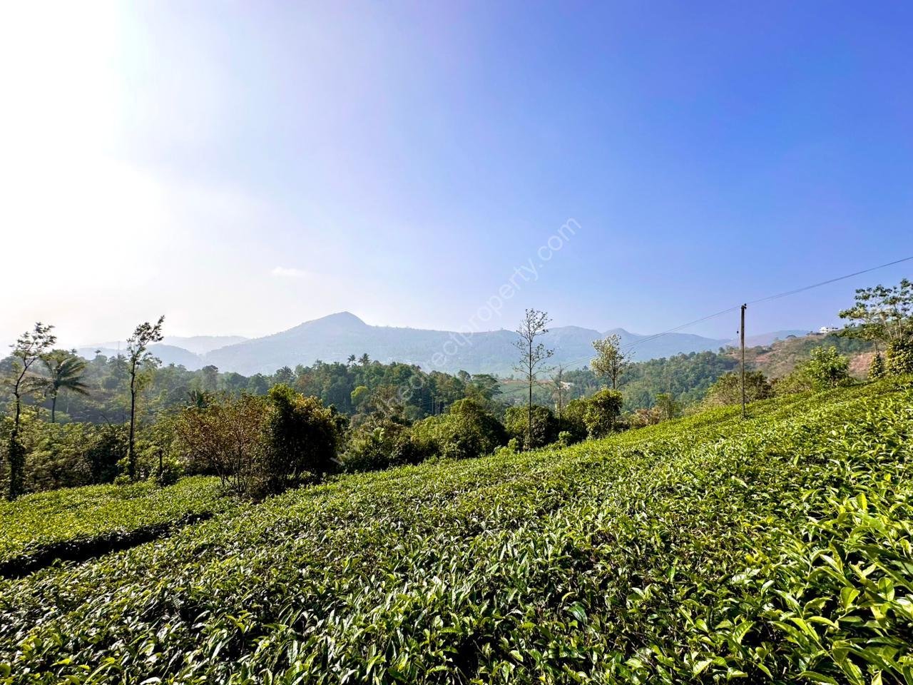 Estate for sale in Vagamon