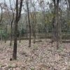 rubber plantation for sale