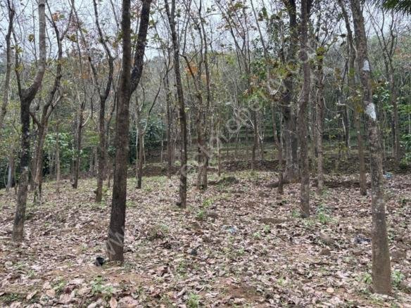 rubber plantation for sale
