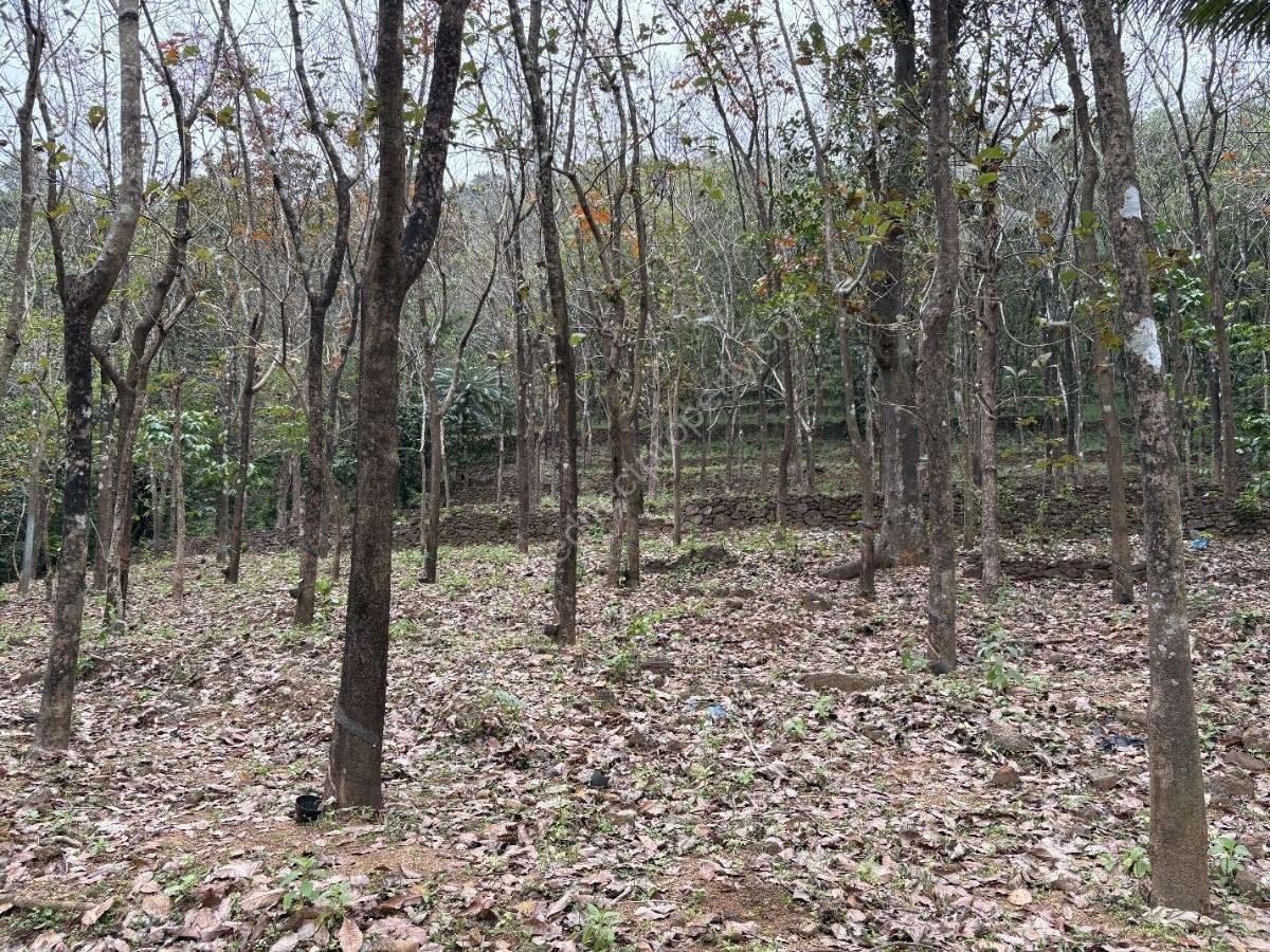 Peru2 rubber plantation for sale