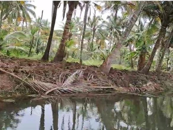 Agricultural Island land for sale in Vattapotta Murinjapuzha Chempu