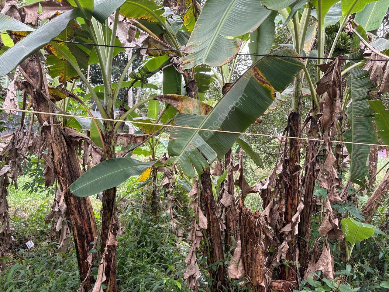 WhatsApp Image 2026-01-16 at 10.41.36