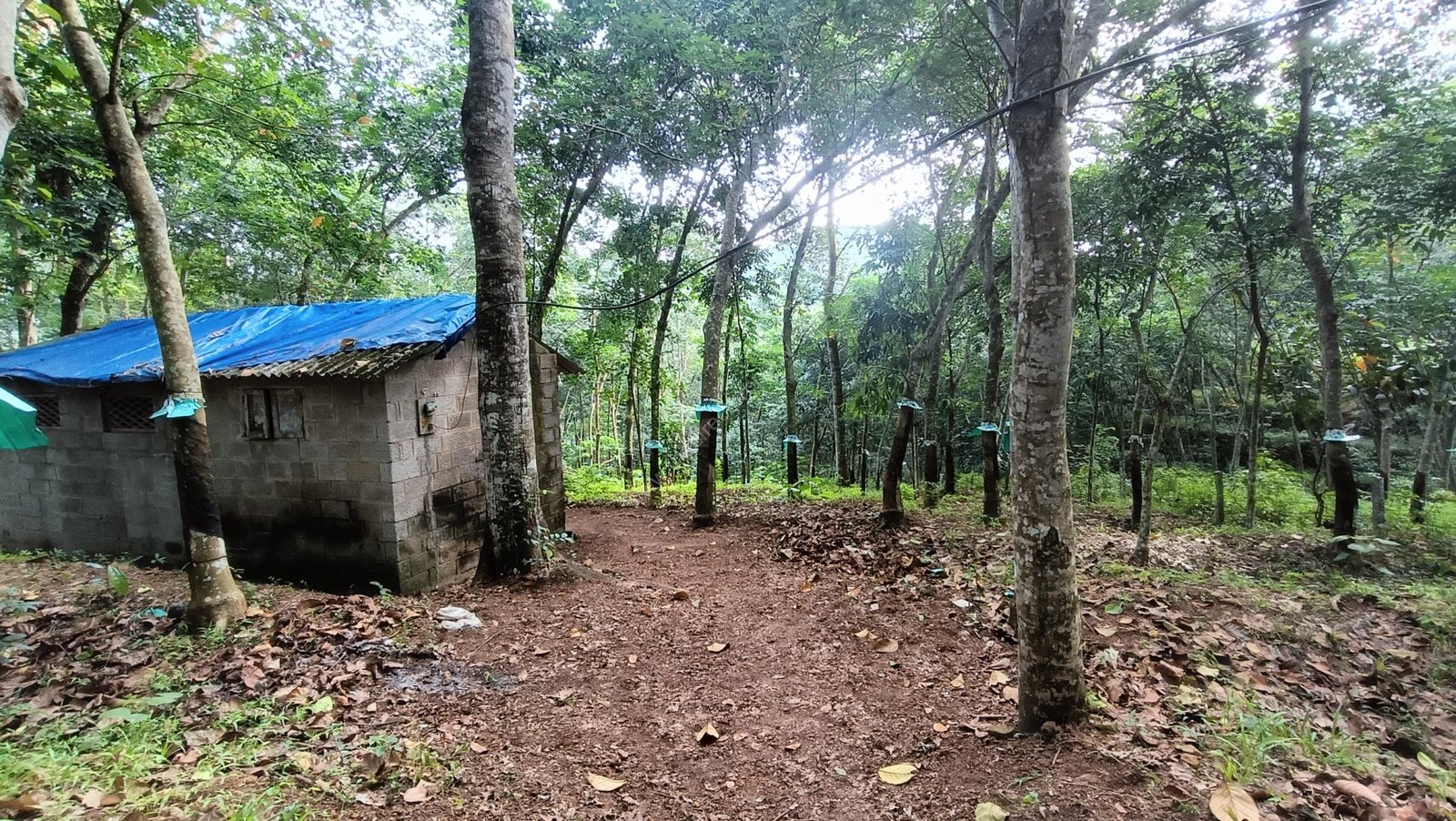 1000142184 land in Nedumangad