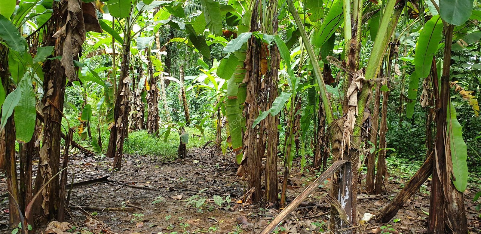 20220804_152754 land in Othera Thiruvalla