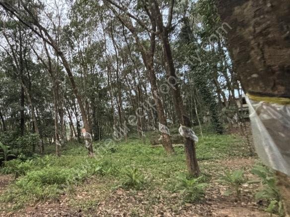 Land on MG Road Pannivizha