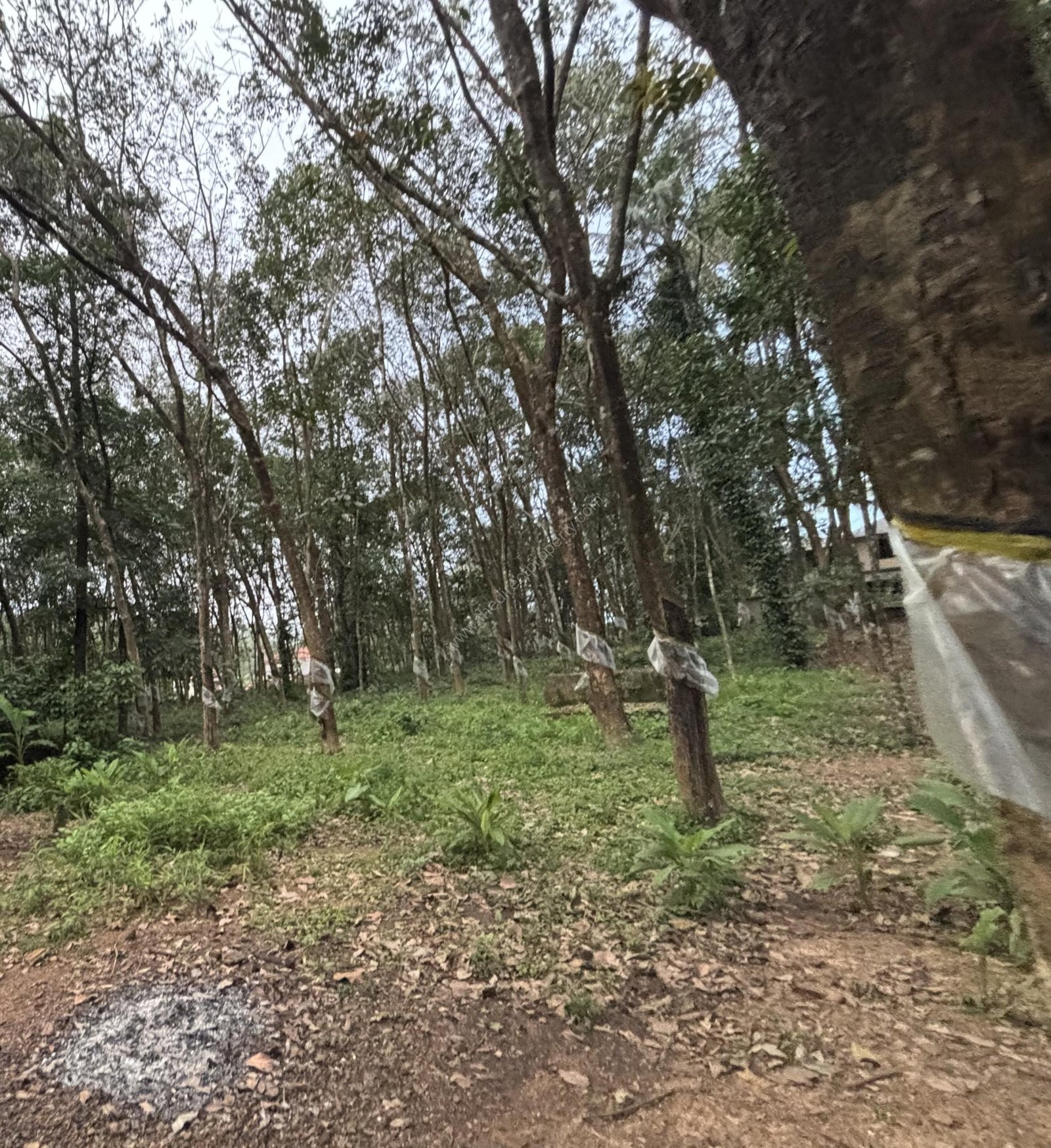 FullSizeRender Land on MG Road Pannivizha