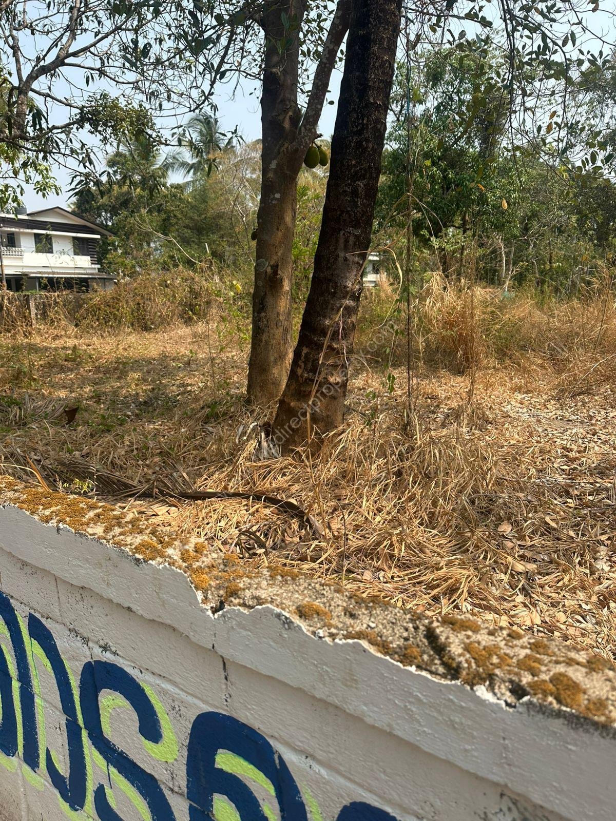 WhatsApp Image 2026-02-16 at 12.05.52 PM Land for sale in Ramavarmapuram