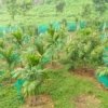 land for sale in Kanjirapally