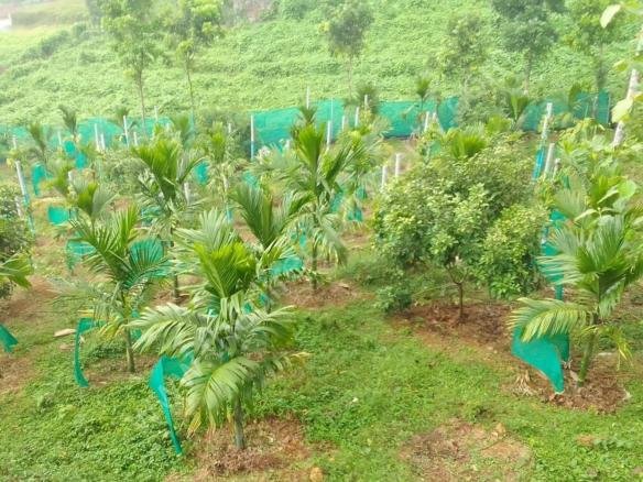 land for sale in Kanjirapally