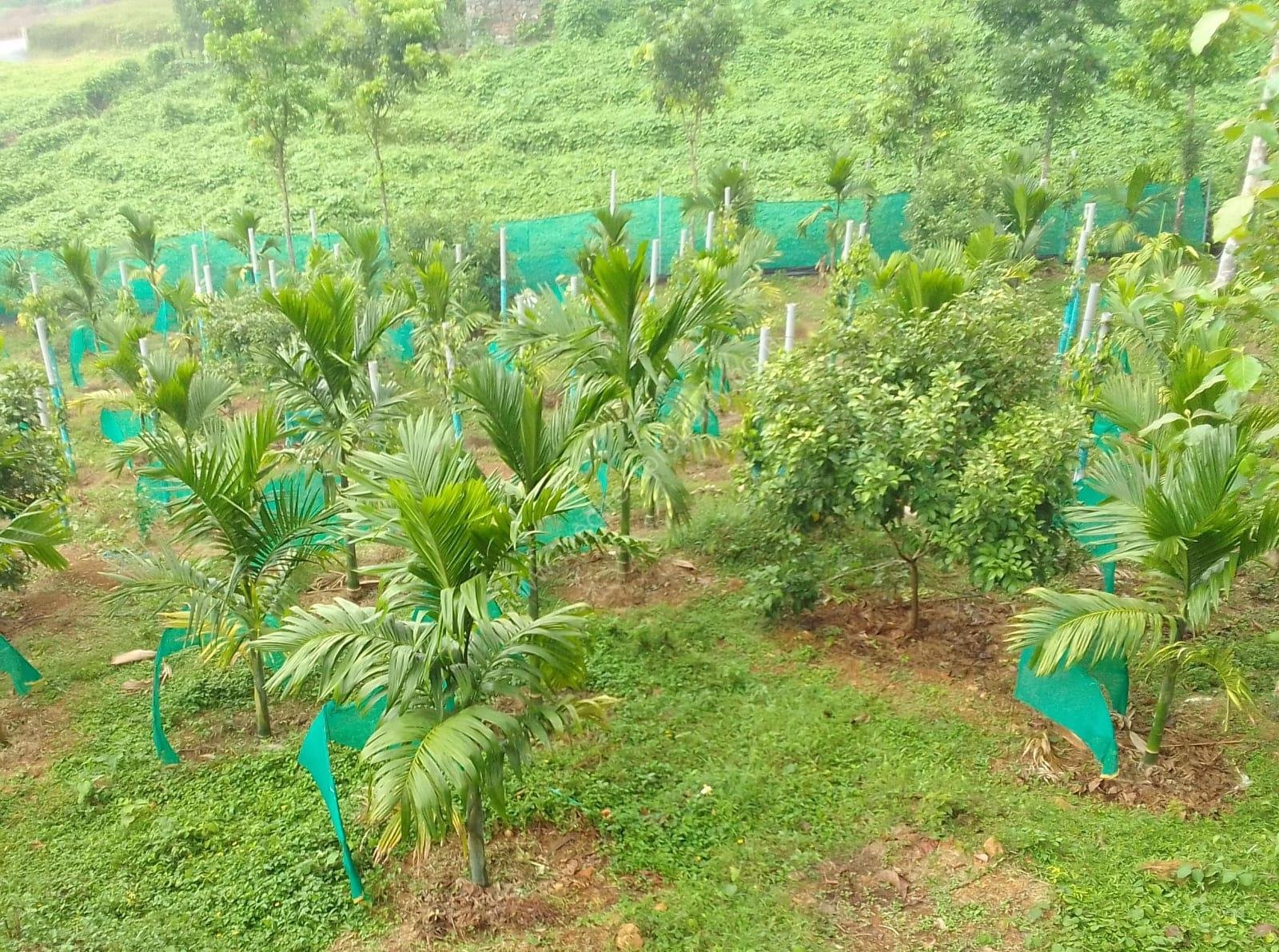 1000646204 land for sale in Kanjirapally