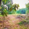 Residential Plot for sale in Kummanode