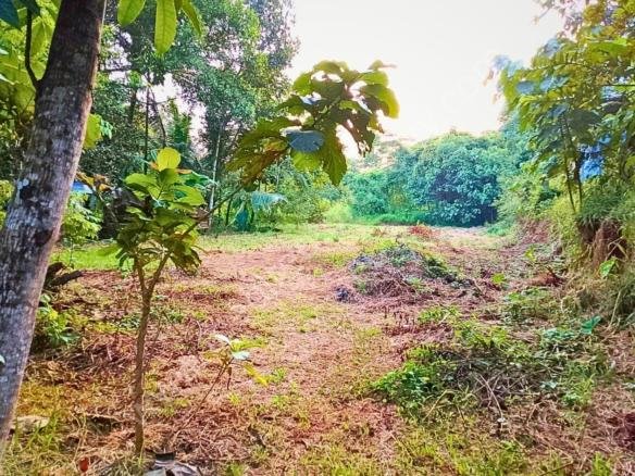 Residential Plot for sale in Kummanode