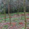 Rubber plantation for sale in Kadamanitta