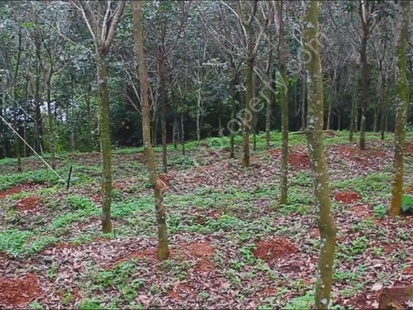 Rubber plantation for sale in Kadamanitta