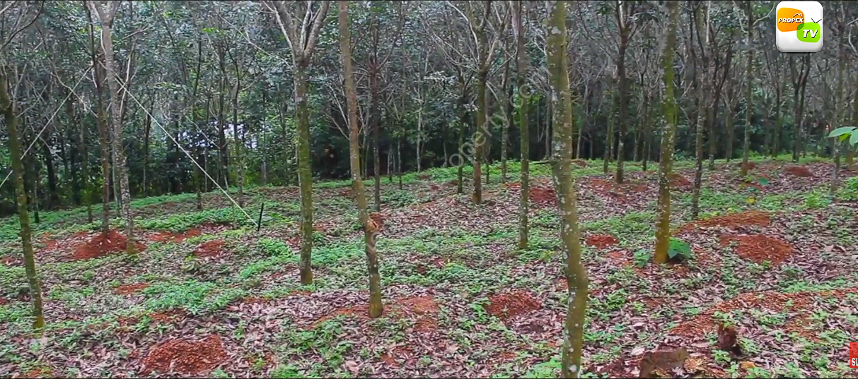 Screenshot 2026-04-12 191924 Rubber plantation for sale in Kadamanitta