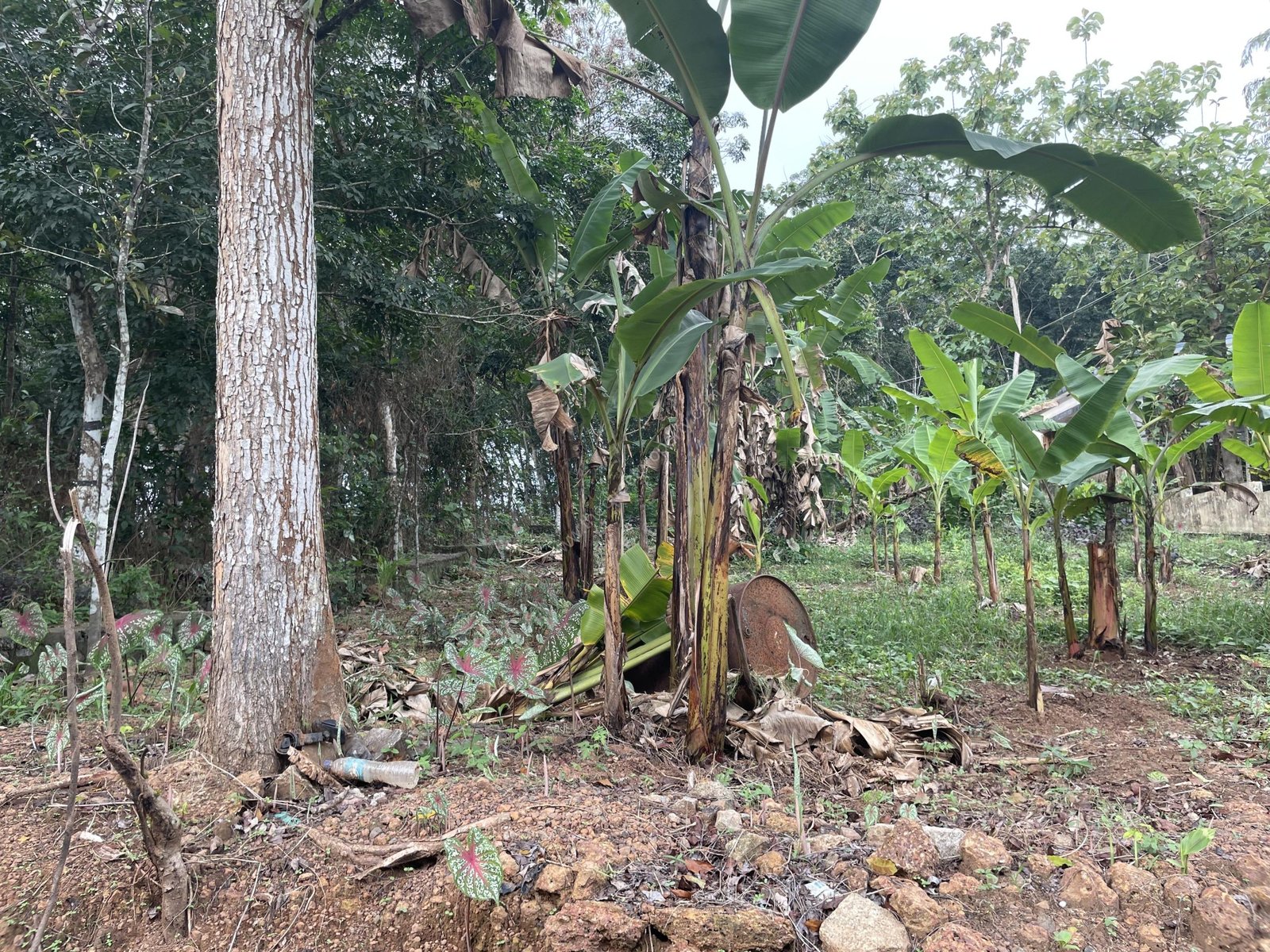 Roadside Residential Plot for Sale at Kannanchira Vakathanam