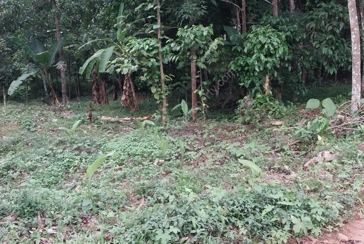 Plot for sale at Karaikattur, Manimala