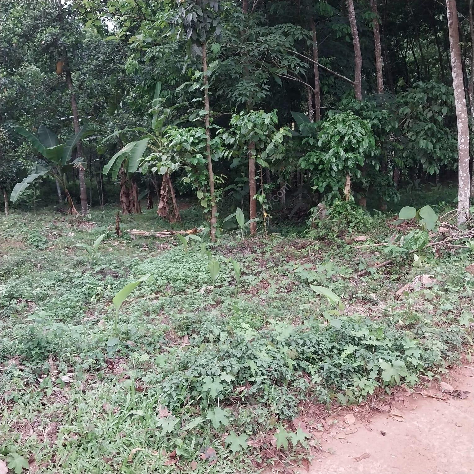WhatsApp Image 2026-05-12 at 13.42.05 (2) Plot for sale at Karaikattur, Manimala