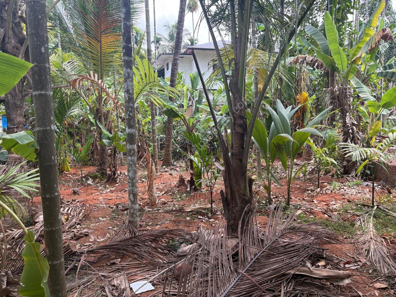 House for sale in Taliparamba Vadakkanchery