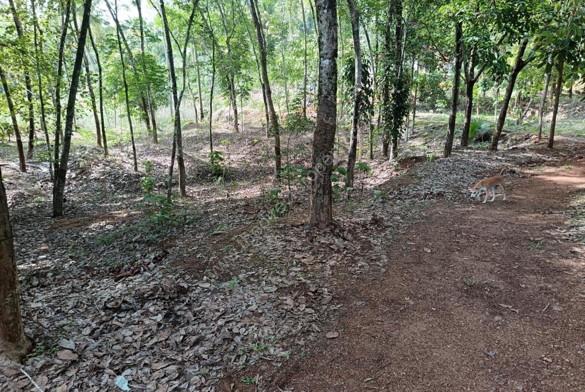 Land for sale in Kilimanoor