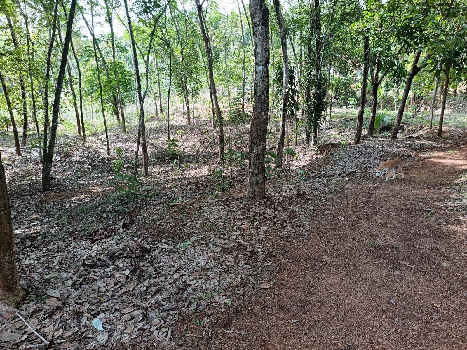 1000640176 Land for sale in Kilimanoor