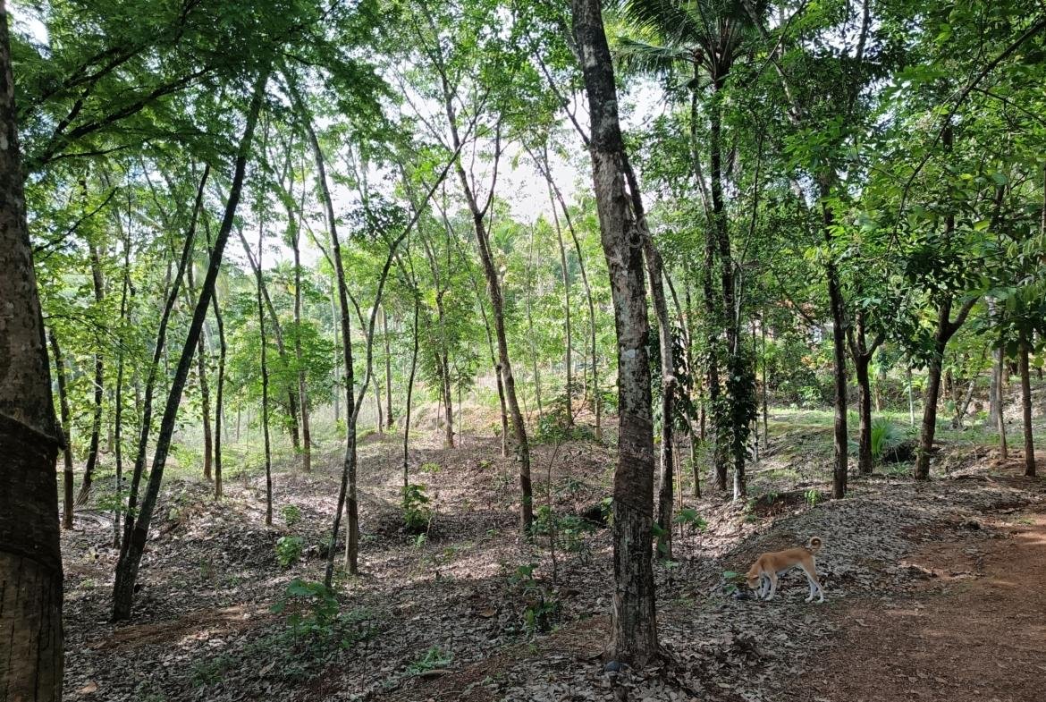 Land for sale in Kilimanoor