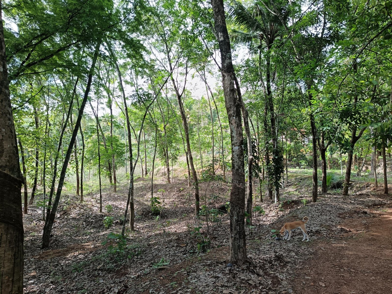 1000640180 Land for sale in Kilimanoor