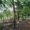 Land for sale in Kilimanoor