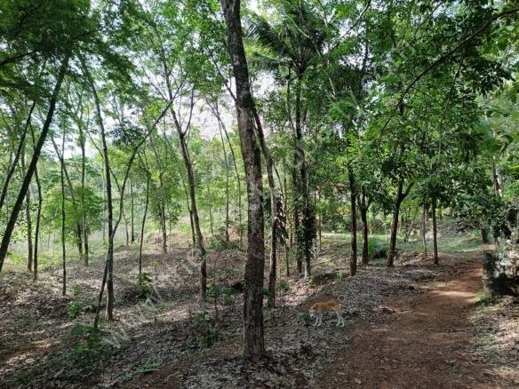 Land for sale in Kilimanoor